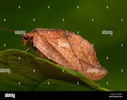 Attēlu rezultāti vaicājumam “Drepanepteryx phalaenoides”