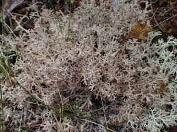 Attēlu rezultāti vaicājumam “Cladonia stygia”
