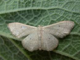 Attēlu rezultāti vaicājumam “Idaea straminata”