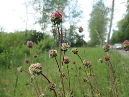 Attēlu rezultāti vaicājumam “Poterium sanguisorba flower”