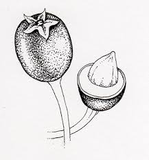 Attēlu rezultāti vaicājumam “Crataegus monogyna fruit”