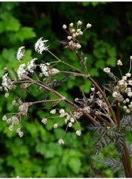 Attēlu rezultāti vaicājumam “Anthriscus”