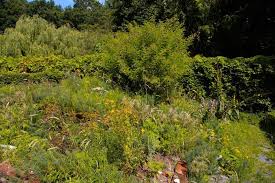 Image result for Priona Tuinen