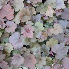 Image result for HEUCHERA americana 'Palace Purple Auslese'