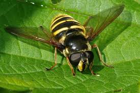 Attēlu rezultāti vaicājumam “Sericomyia silentis”