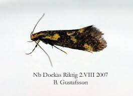 Attēlu rezultāti vaicājumam “Denisia similella”