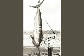 Image result for Istiompax indica