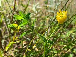 Attēlu rezultāti vaicājumam “Trifolium aureum”