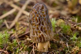 Attēlu rezultāti vaicājumam “Ceratiomyxa morchella macro”