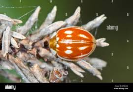 Attēlu rezultāti vaicājumam “Myzia oblongoguttata”