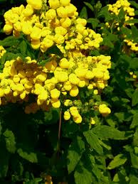 Image result for Calceolaria integrifolia