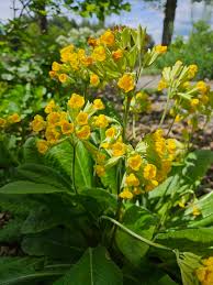 Image result for Primula veris