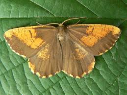 Attēlu rezultāti vaicājumam “Angerona prunaria”