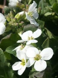 Attēlu rezultāti vaicājumam “Arenaria procera”