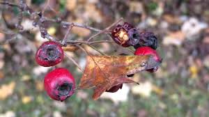 Attēlu rezultāti vaicājumam “Crataegus monogyna fruit”