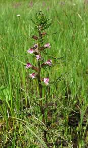 Attēlu rezultāti vaicājumam “Pedicularis palustris”