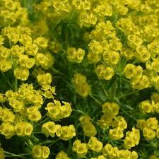 Attēlu rezultāti vaicājumam “Euphorbia cyparissias fruit”