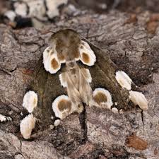 Attēlu rezultāti vaicājumam “Thyatira batis imago”