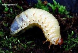 Attēlu rezultāti vaicājumam “Osmoderma barnabita imago”