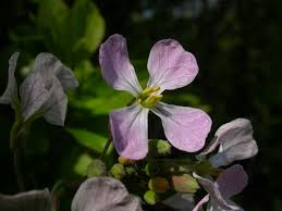 Attēlu rezultāti vaicājumam “Raphanus raphanistrum flower”