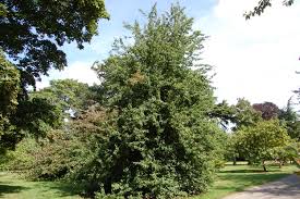 Attēlu rezultāti vaicājumam “Pyrus pyraster”