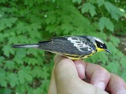 Image result for Dendroica magnolia