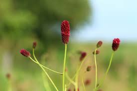 Attēlu rezultāti vaicājumam “Sanguisorba officinalis bud”