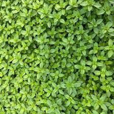 Attēlu rezultāti vaicājumam “Thymus serpyllum leaf”