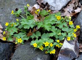 Attēlu rezultāti vaicājumam “Waldsteinia geoides flower”