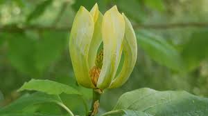 Attēlu rezultāti vaicājumam “Magnolia acuminata bud”