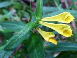 Attēlu rezultāti vaicājumam “Melampyrum pratense flower”