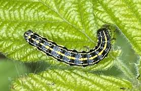 Attēlu rezultāti vaicājumam “Orthosia miniosa”