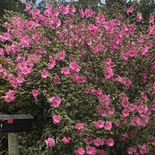 Image result for Lavatera thuringiaca