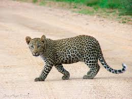 Attēlu rezultāti vaicājumam “Lycogala leopardinum young”
