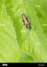 Attēlu rezultāti vaicājumam “Anogcodes melanurus”