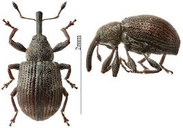 Attēlu rezultāti vaicājumam “Anthonomus phyllocola”