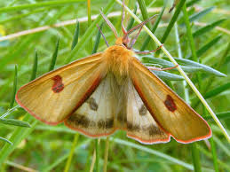 Attēlu rezultāti vaicājumam “Diacrisia sannio male”