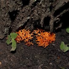 Attēlu rezultāti vaicājumam “Ramariopsis crocea”