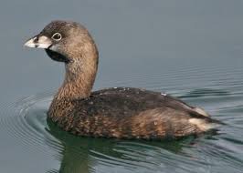 Image result for Podilymbus podiceps