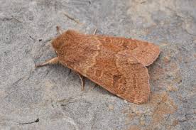 Attēlu rezultāti vaicājumam “Orthosia miniosa”