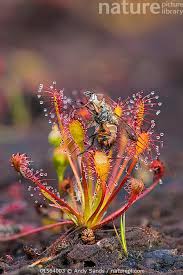 Attēlu rezultāti vaicājumam “Drosera intermedia”