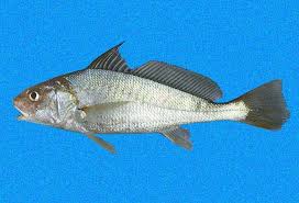 Image result for Micropogonias undulatus