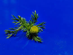 Attēlu rezultāti vaicājumam “Matricaria discoidea leaf”