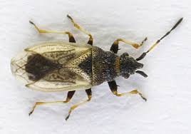 Attēlu rezultāti vaicājumam “Lycogala botrydium macro”