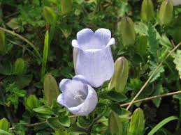 Image result for Campanula strigosa