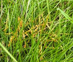Attēlu rezultāti vaicājumam “Badhamia foliicola spores”