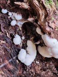 Attēlu rezultāti vaicājumam “Fuligo septica var. rosea spores”