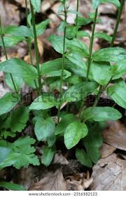 Attēlu rezultāti vaicājumam “Veronica serpyllifolia leaf”