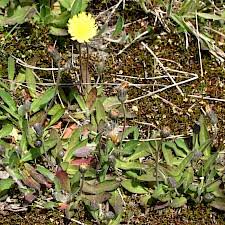 Attēlu rezultāti vaicājumam “Pilosella officinarum bud”
