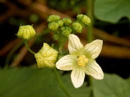 Attēlu rezultāti vaicājumam “Bryonia alba flower”